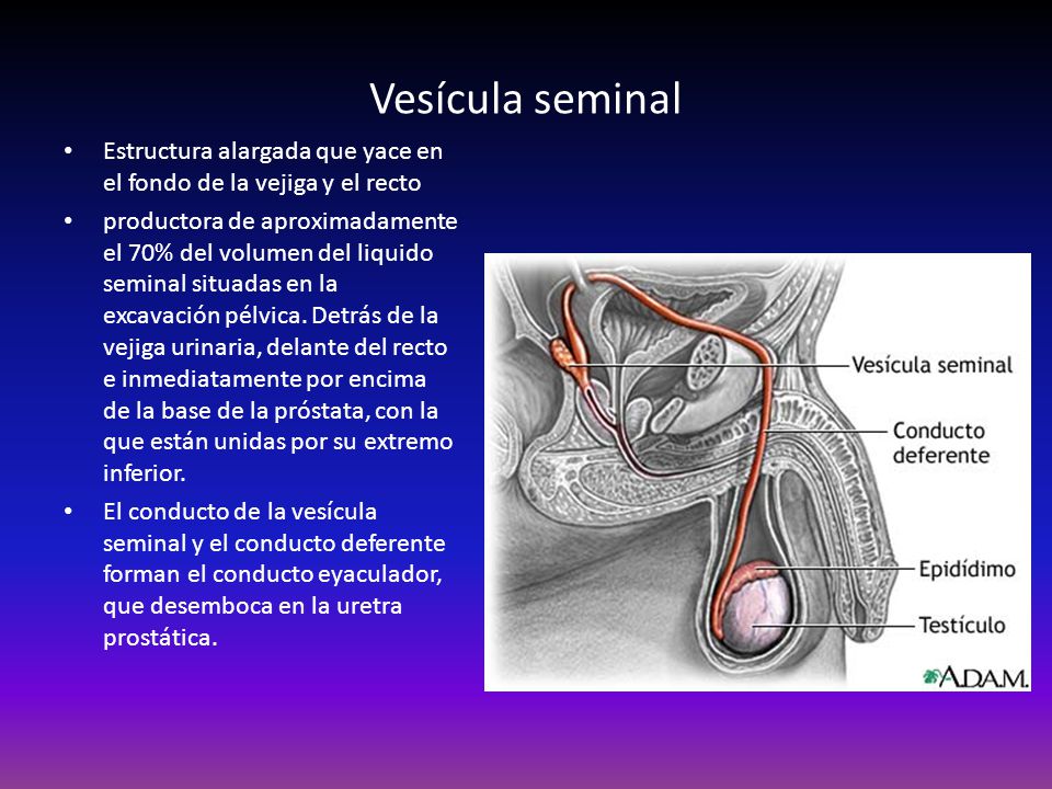 función de la glándula prostática de la vesícula seminal